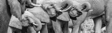 Serondella - elephants Serondella - elephants